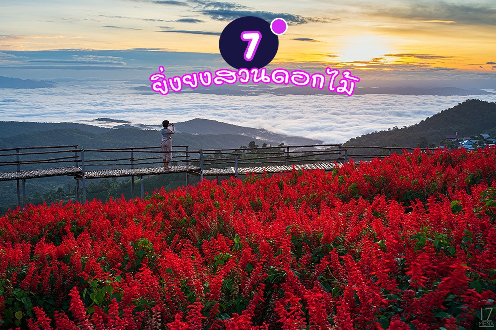 Chiang Mai Flower Blooming (21)