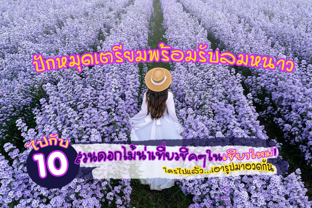 Chiang Mai Fllower Blooming (10)